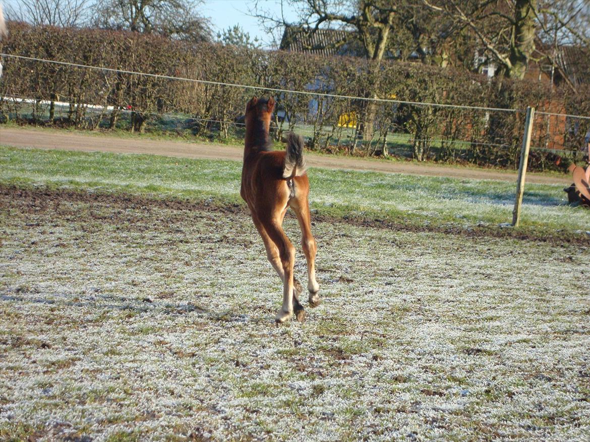 Anden særlig race Uniq Langesøe "Solgt" - Du kan også godt se den anden ende. :-) billede 19