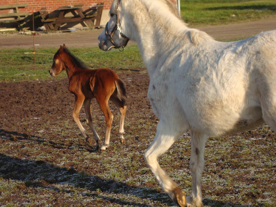 Anden særlig race Uniq Langesøe "Solgt" billede 20