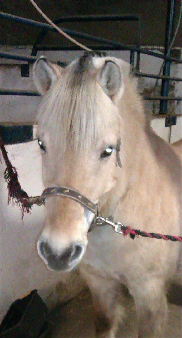 Fjordhest Skovsgårds Tronja billede 16