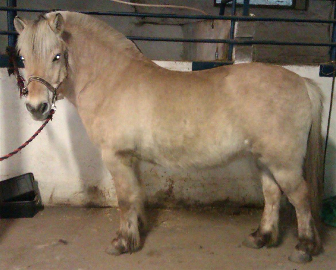 Fjordhest Skovsgårds Tronja billede 17