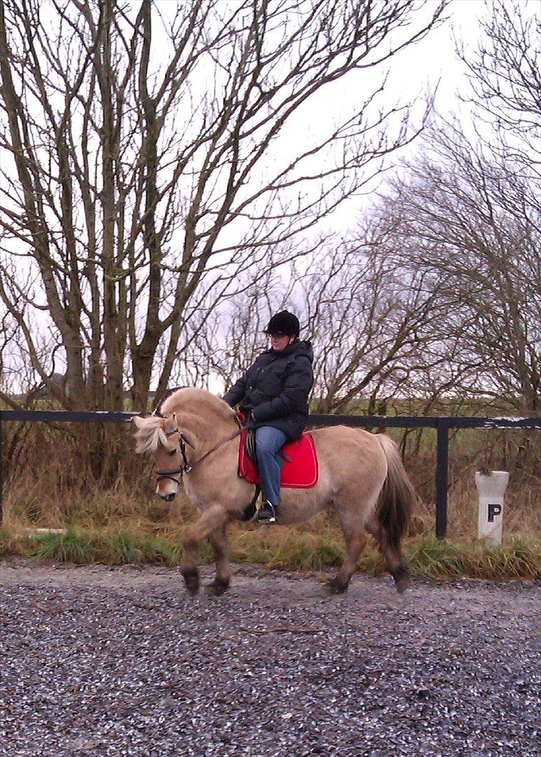 Fjordhest Skovsgårds Tronja billede 18