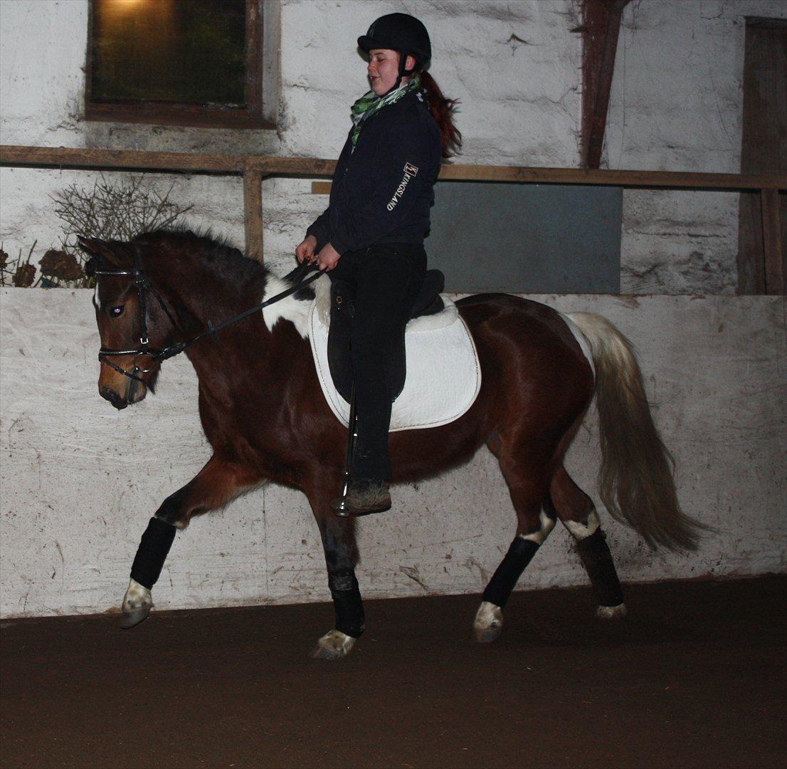 Pinto Spirits Liberty "Følle" - Anden gang jeg er på ryggen af hende<3 billede 2