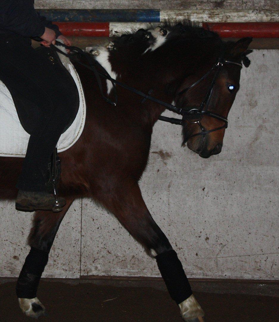 Pinto Spirits Liberty "Følle" - anden gang jeg er på ryggen af hende<3 billede 18