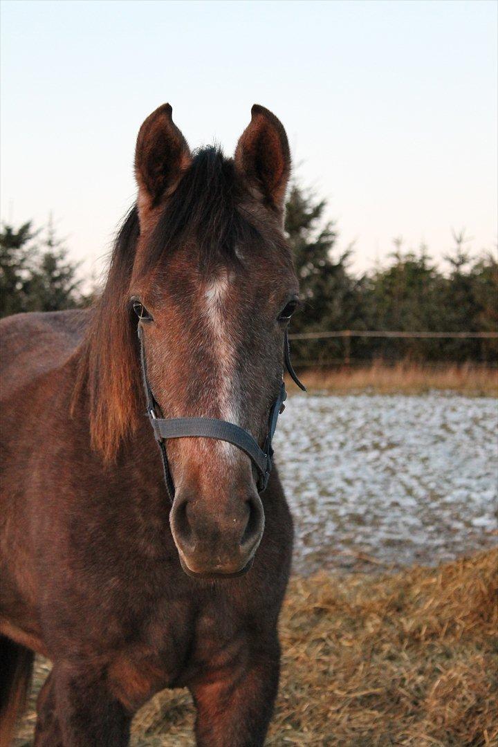 Anden særlig race SG Dusty Dakota - Januar 2012 :)  billede 13