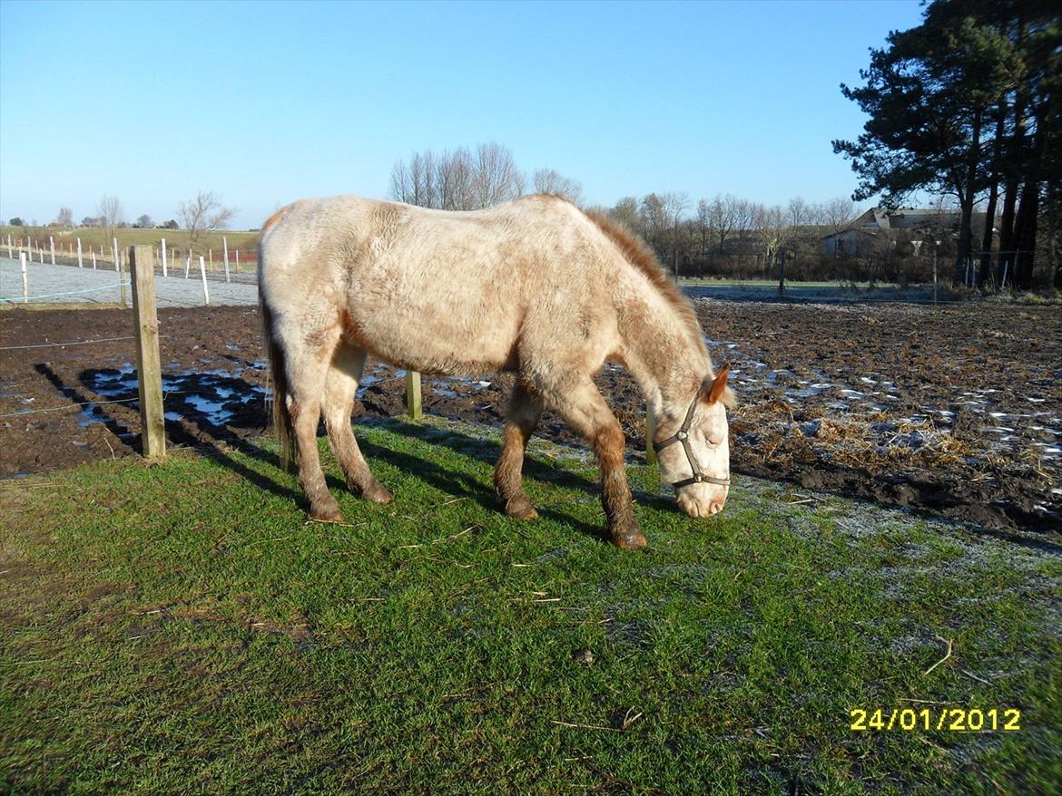 Knabstrupper Napoleon ( 25+ )  billede 15