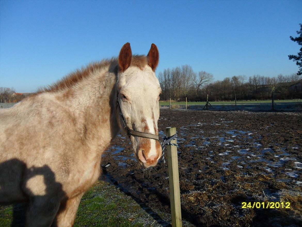 Knabstrupper Napoleon ( 25+ )  billede 16