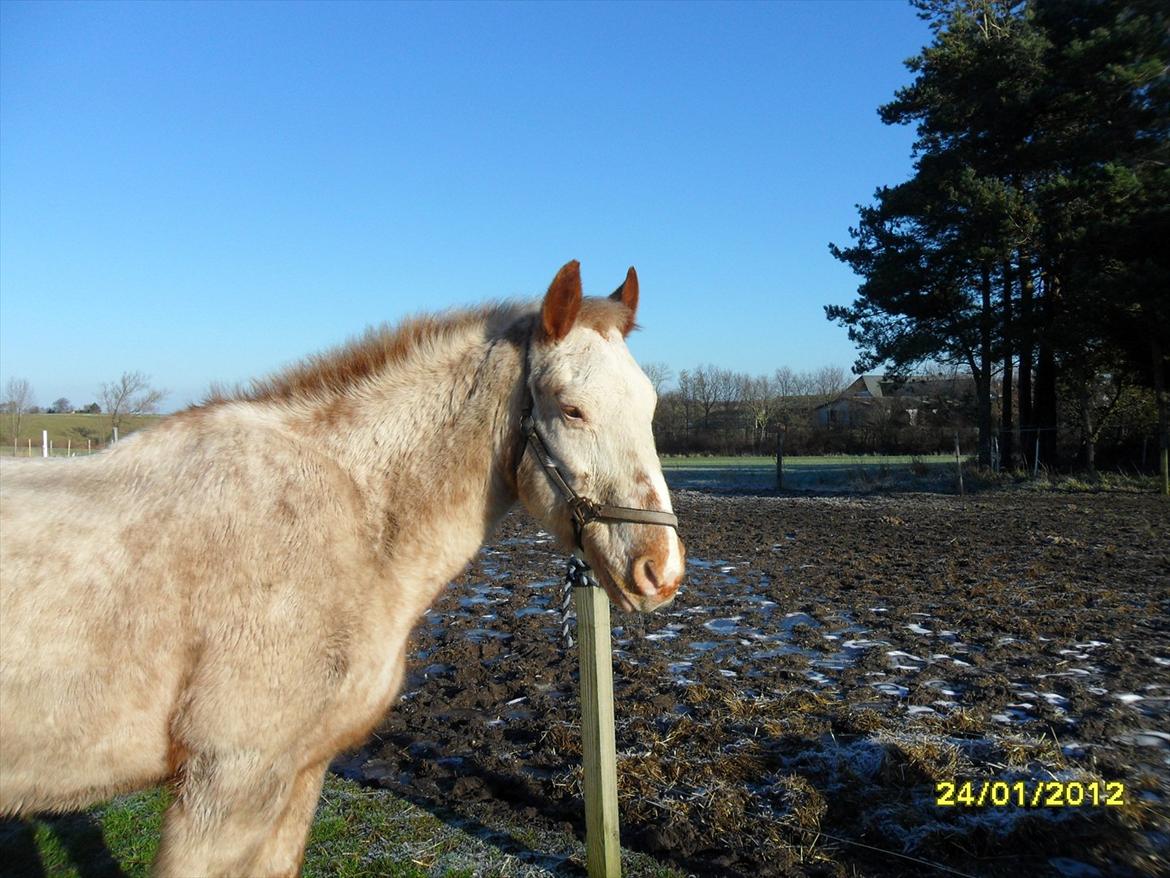 Knabstrupper Napoleon ( 25+ )  billede 17