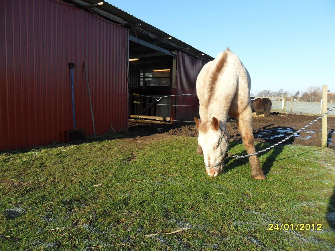 Knabstrupper Napoleon ( 25+ )  billede 18