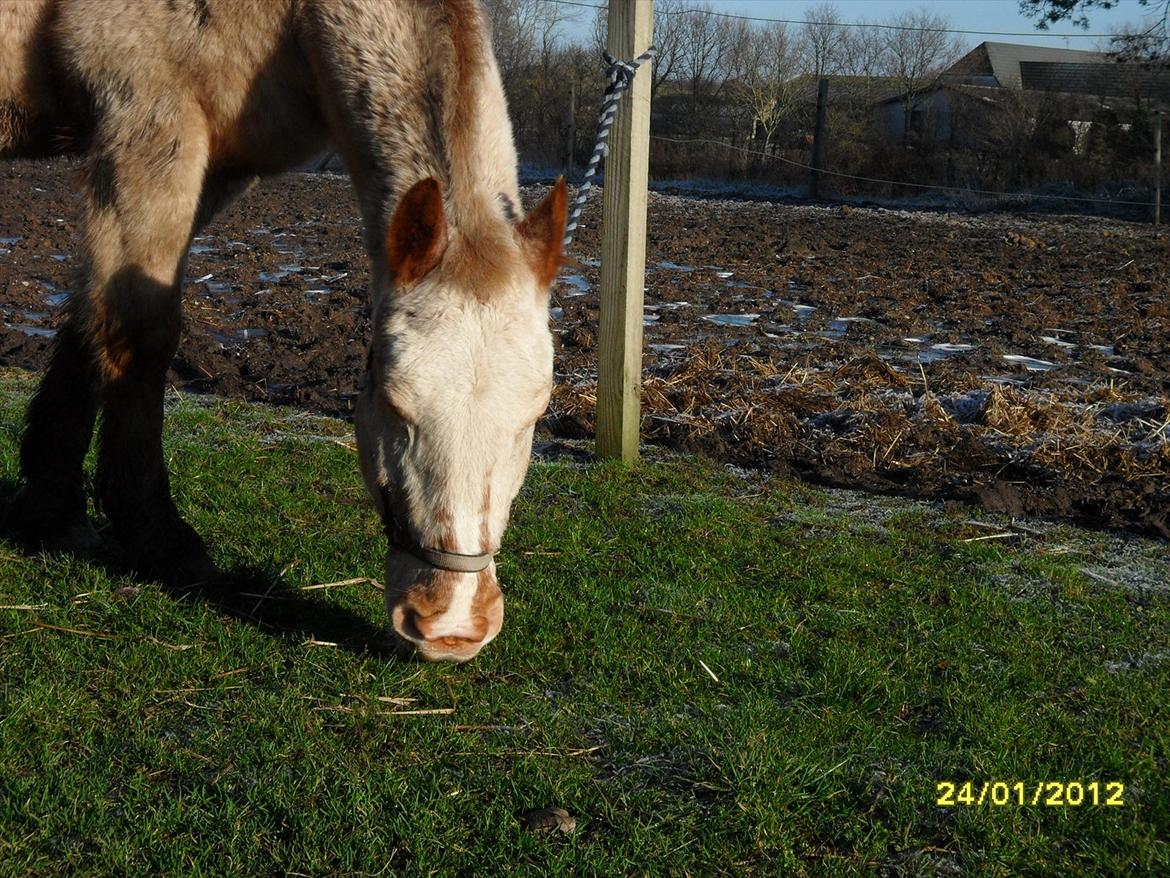 Knabstrupper Napoleon ( 25+ )  billede 19