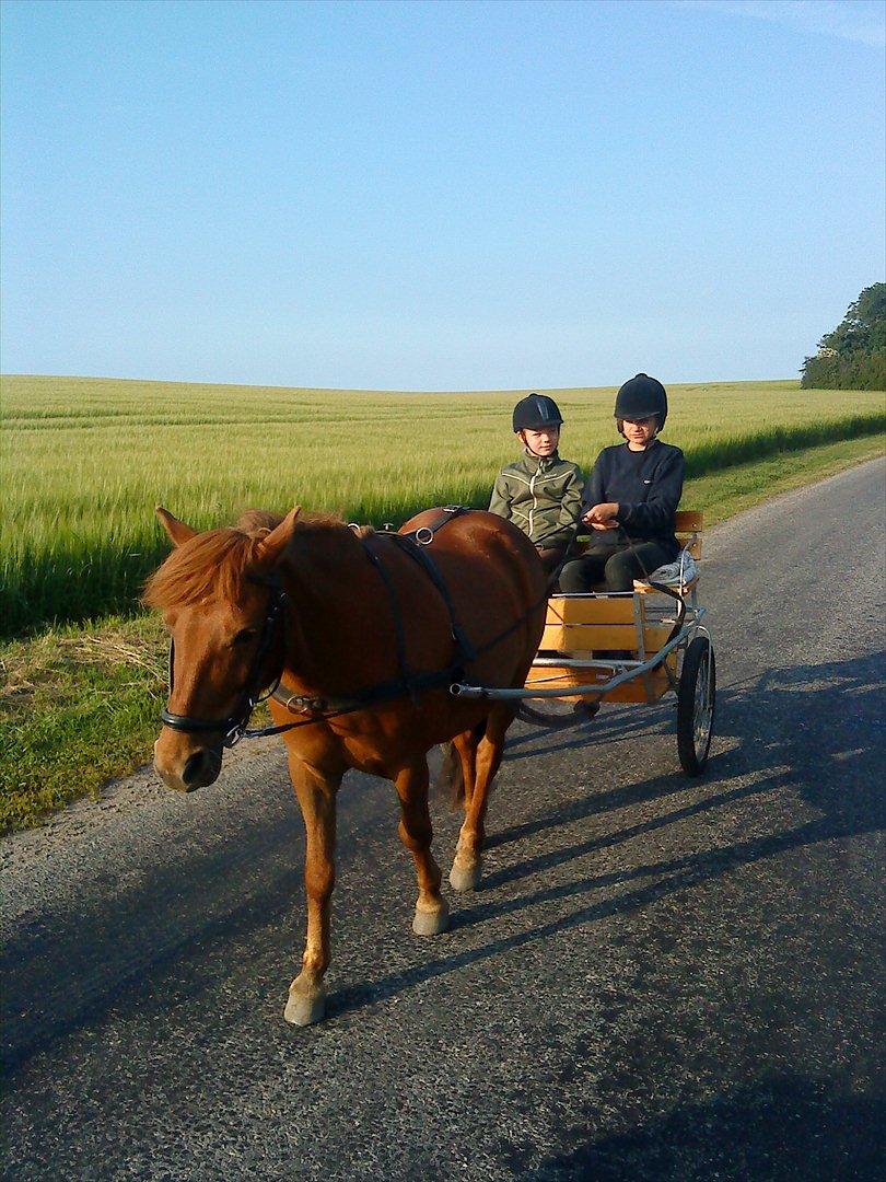 Anden særlig race Feline billede 8