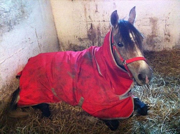 Arabisk fuldblod (OX) HM Magnifica [Maggie] - 21.11.2011 <3 Maggie nyder sin fridag i boksen . billede 7