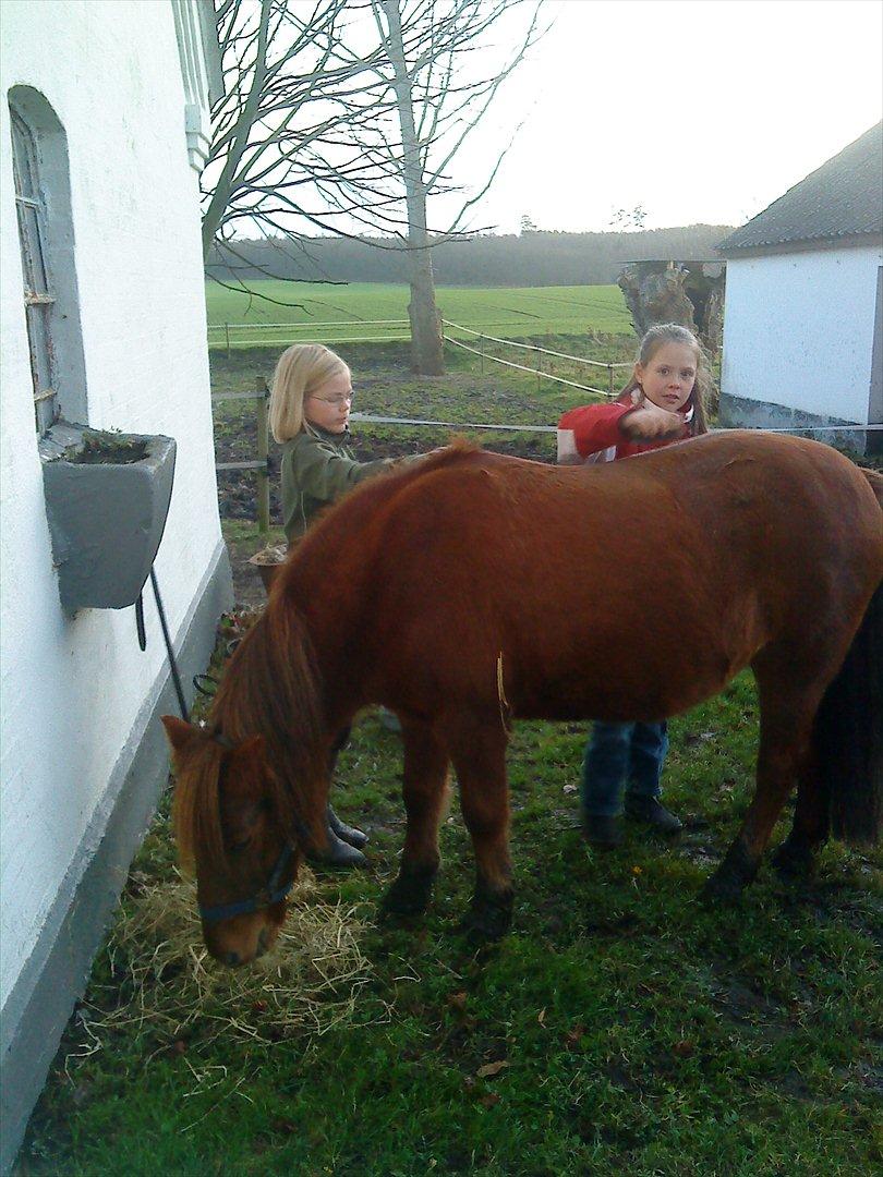 Anden særlig race Feline billede 10
