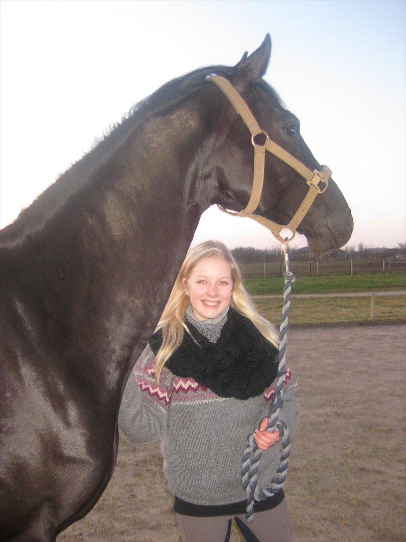 Dansk Varmblod Diva billede 9