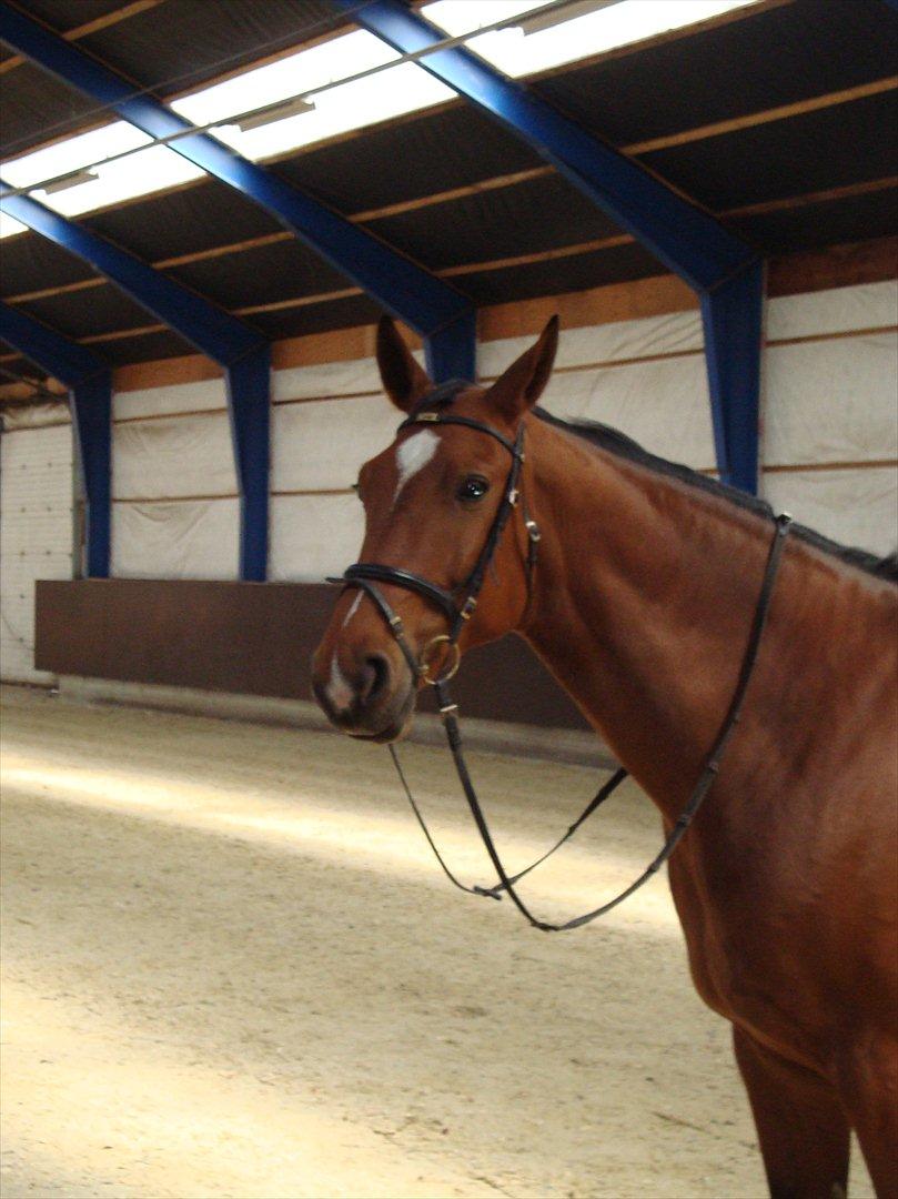 Dansk Varmblod Thybo's Casanova - Velkommen til Casanovas profil. billede 1