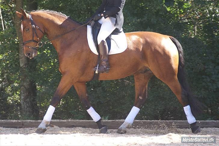 Dansk Varmblod Thybo's Casanova - Til stævne med tidligere ejer. billede 2