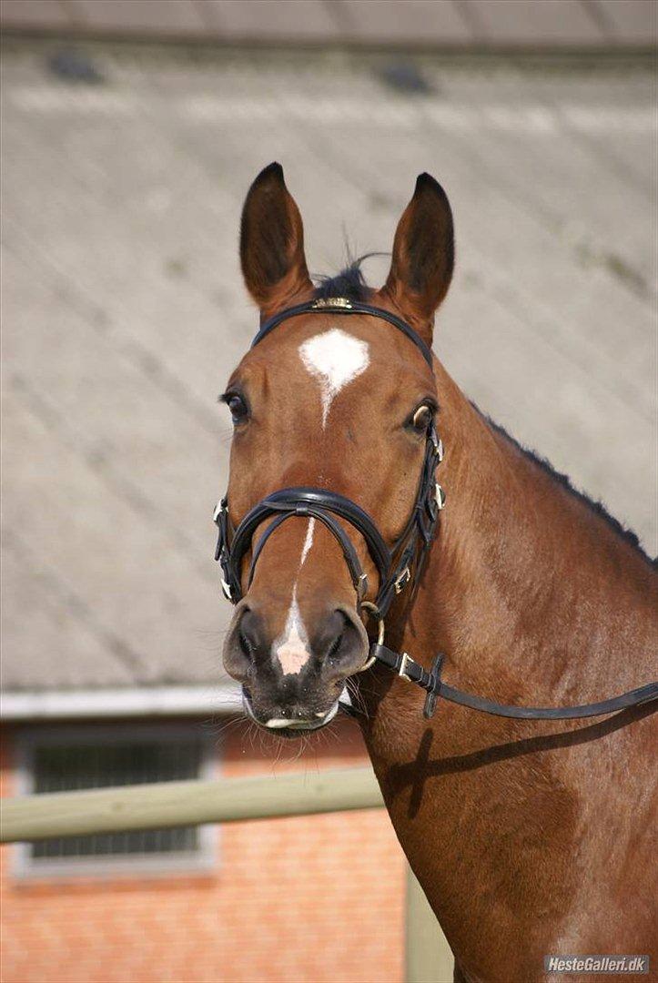 Dansk Varmblod Thybo's Casanova billede 3