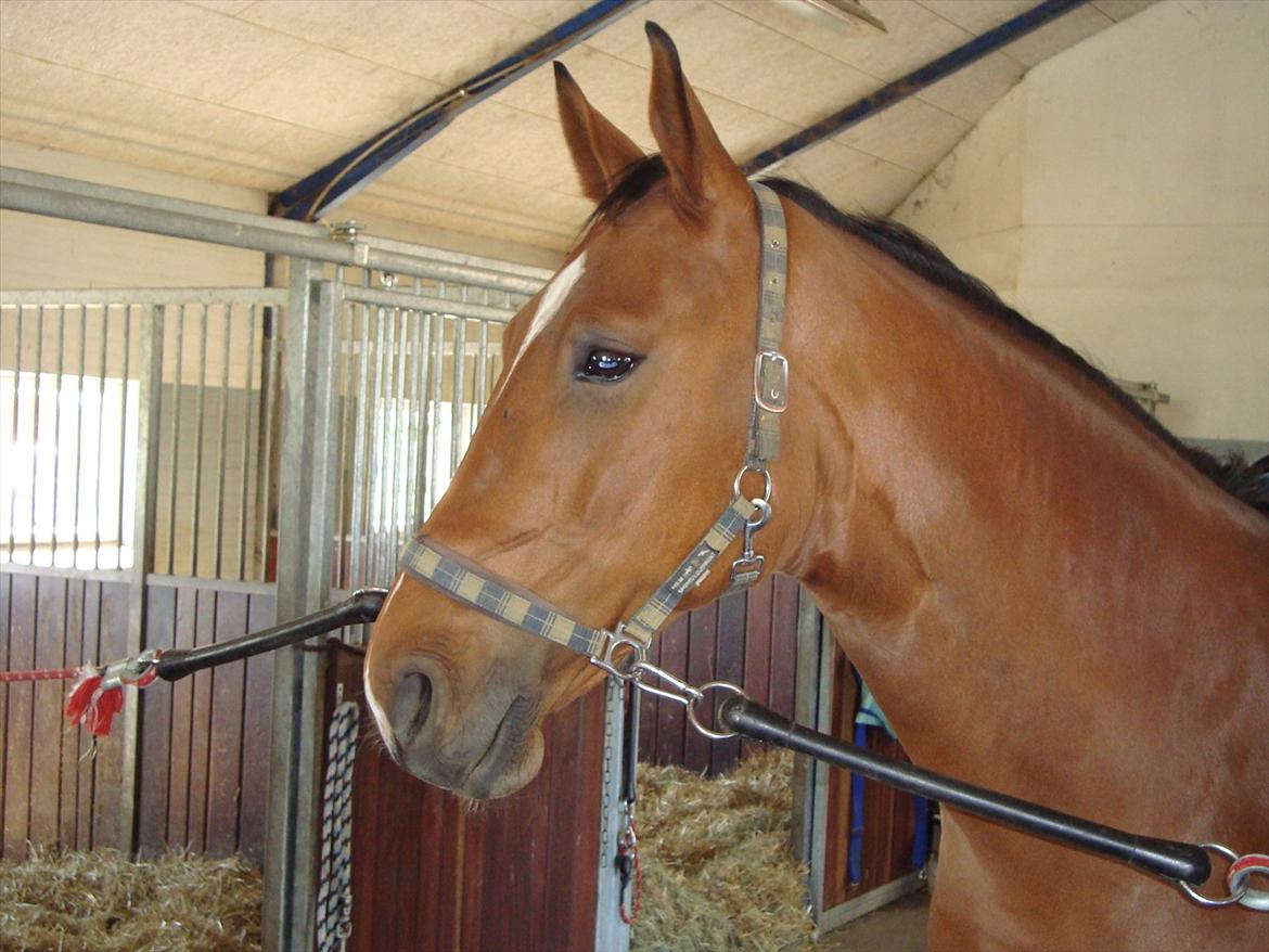 Dansk Varmblod Thybo's Casanova - Ved tidligere ejer. billede 4