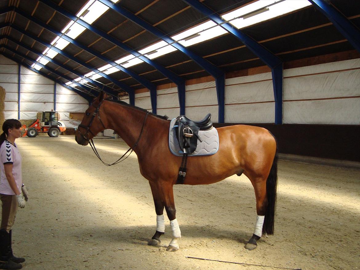 Dansk Varmblod Thybo's Casanova - Ved tidligere ejer. billede 5