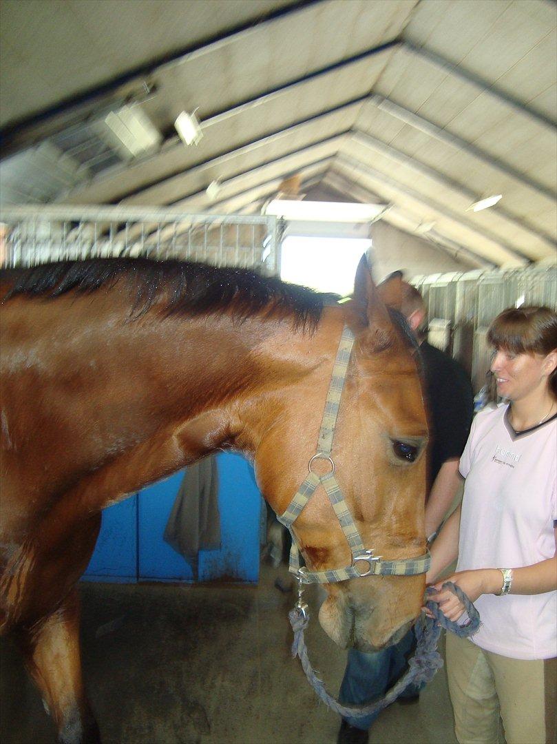 Dansk Varmblod Thybo's Casanova - Ved tidligere ejer. billede 6