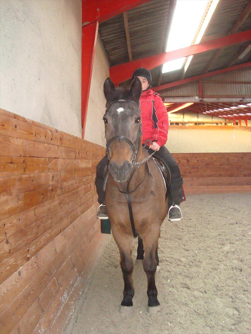 Fuldblod (XX) Smokey  - undervisning på smokey i ridehuset foto: Nikoline  billede 6