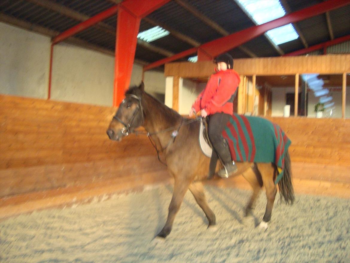 Fuldblod (XX) Smokey  - undervisning på smokey i ridehuset foto: Nikoline  billede 7