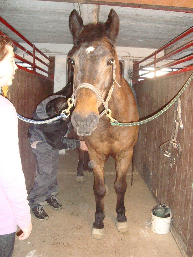 Fuldblod (XX) Smokey  - efter en god hård undervisning, foto: nikoline  billede 8