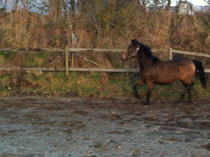 Anden særlig race Diva - Den 24-01-2012 billede 8