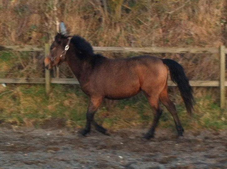 Anden særlig race Diva - Den 24-01-2012 billede 9