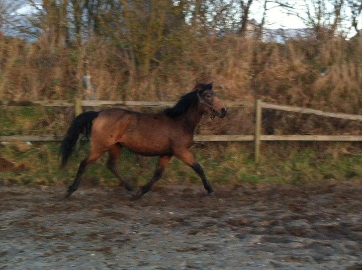Anden særlig race Diva - Den 24-01-2012 billede 10