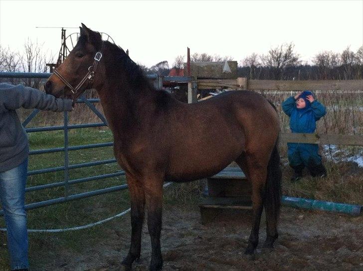 Anden særlig race Diva - Den 24-01-2012 billede 11