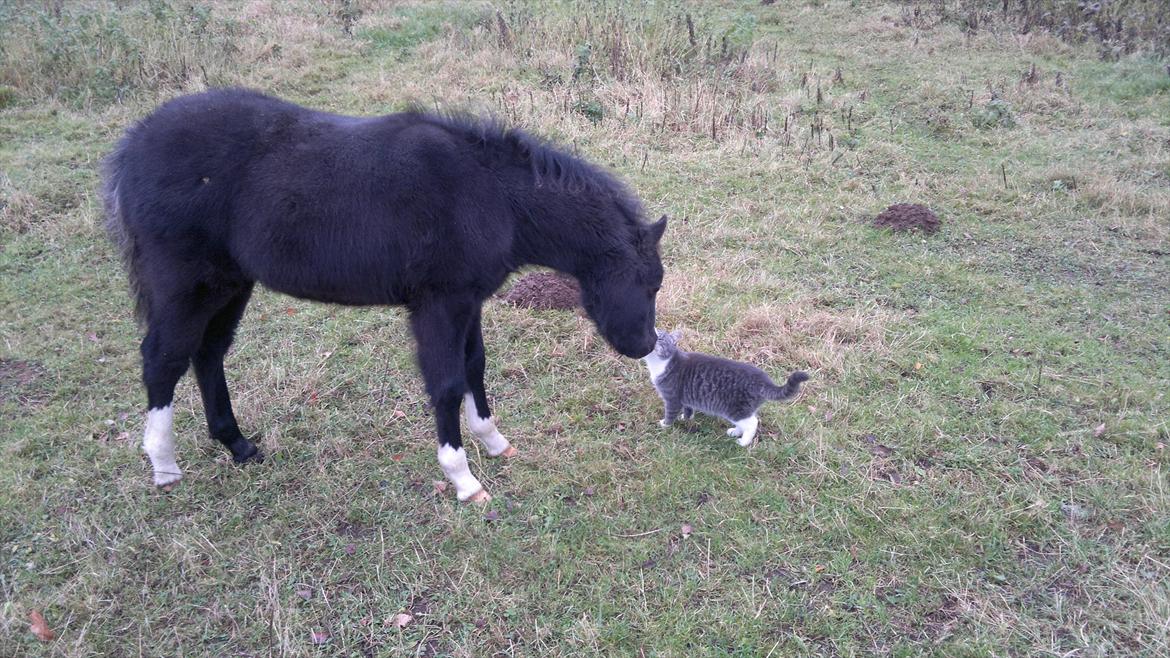 Welsh Pony (sec B) Turbo billede 6