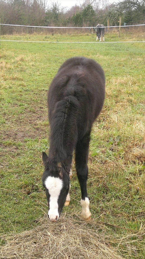 Welsh Pony (sec B) Turbo billede 7