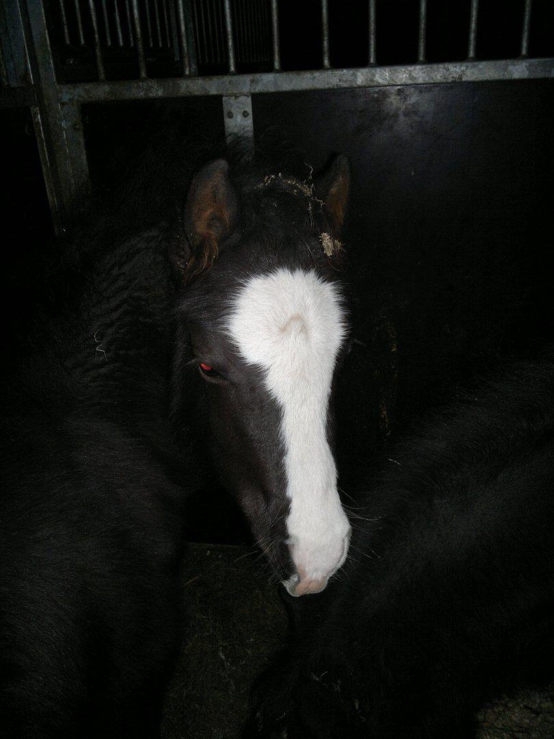 Welsh Pony (sec B) Turbo billede 8