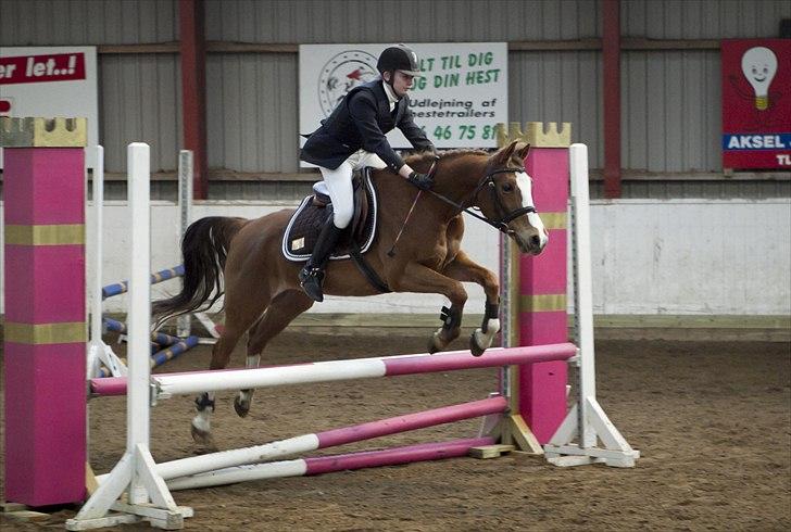 Welsh Partbred (Sec F) Liezelshof Benji - R.I.P - Alle sidste pony stævne D. 29/12-2011.<3<3
Her i Lc. billede 5