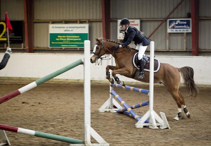 Welsh Partbred (Sec F) Liezelshof Benji - R.I.P - Aller sidste pony stævne D. 29/12-2011.<3<3
Lc eller Lb*. billede 20