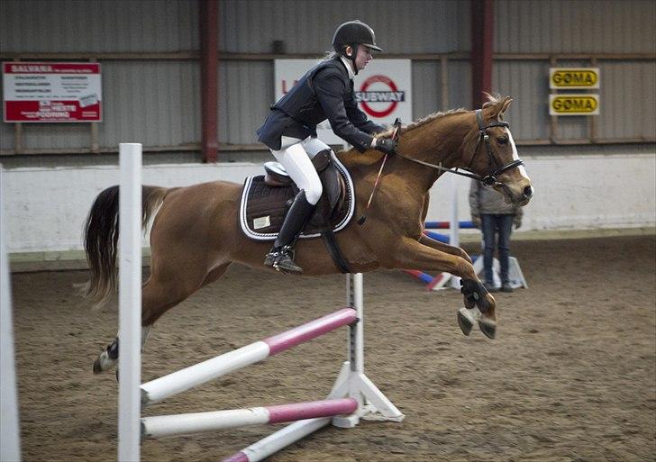 Welsh Partbred (Sec F) Liezelshof Benji - R.I.P - Aller sidste pony stævne D. 29/12-2011.<3<3
Lc eller Lb*. billede 11