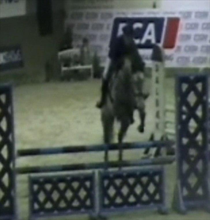 Hollandsk Varmblod Balthazar - Lille Bas dog ;-) LB 1. plads i Fredericia!  billede 15