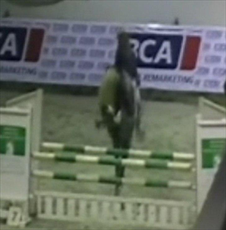 Hollandsk Varmblod Balthazar - B's bagben :-) Fredericia 3/4 placeringer!  Bl.a. 1 plads LB! billede 16