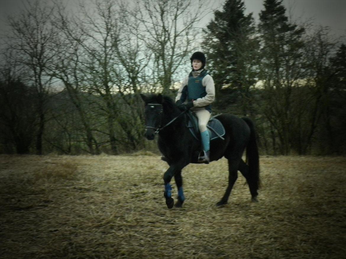 Anden særlig race Vejlgården's Bandit  billede 4