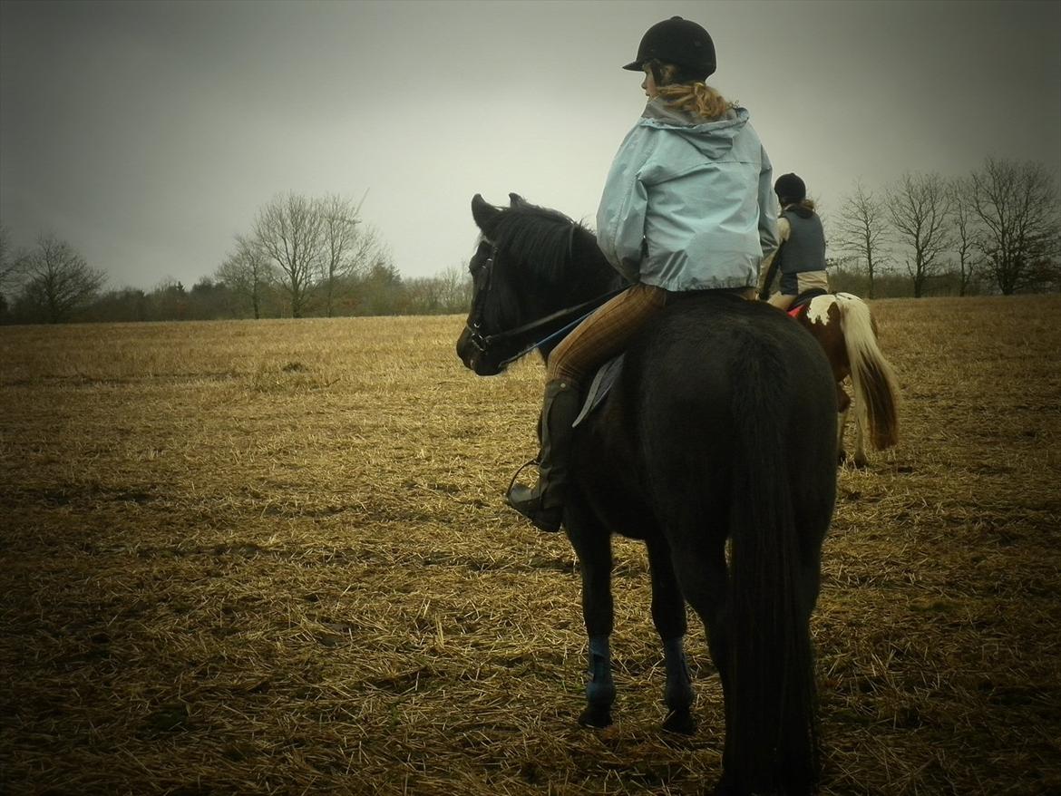 Anden særlig race Vejlgården's Bandit  billede 6