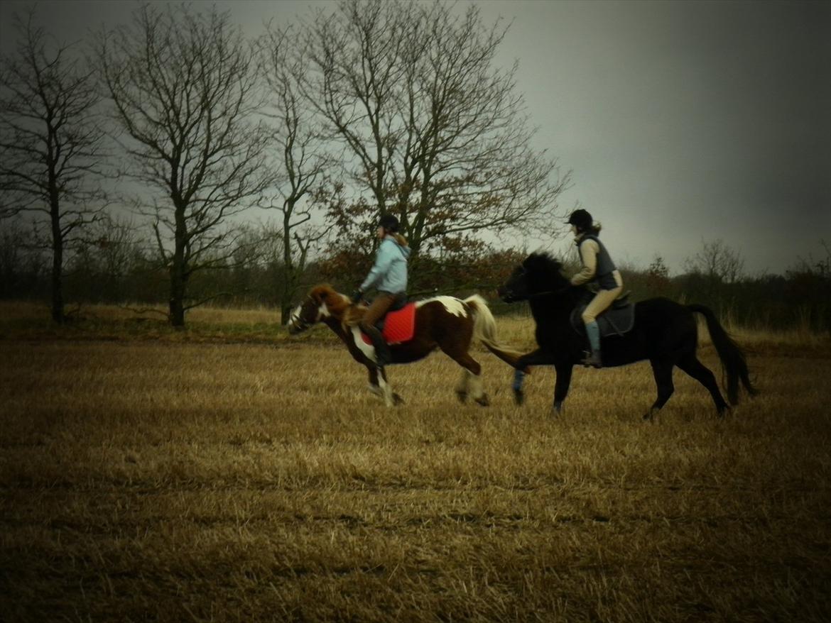 Anden særlig race Vejlgården's Bandit  billede 10