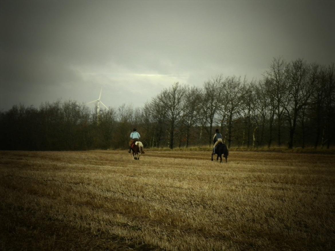 Anden særlig race Vejlgården's Bandit  billede 12