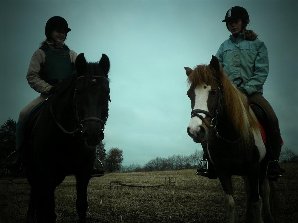 Anden særlig race Vejlgården's Bandit  billede 13