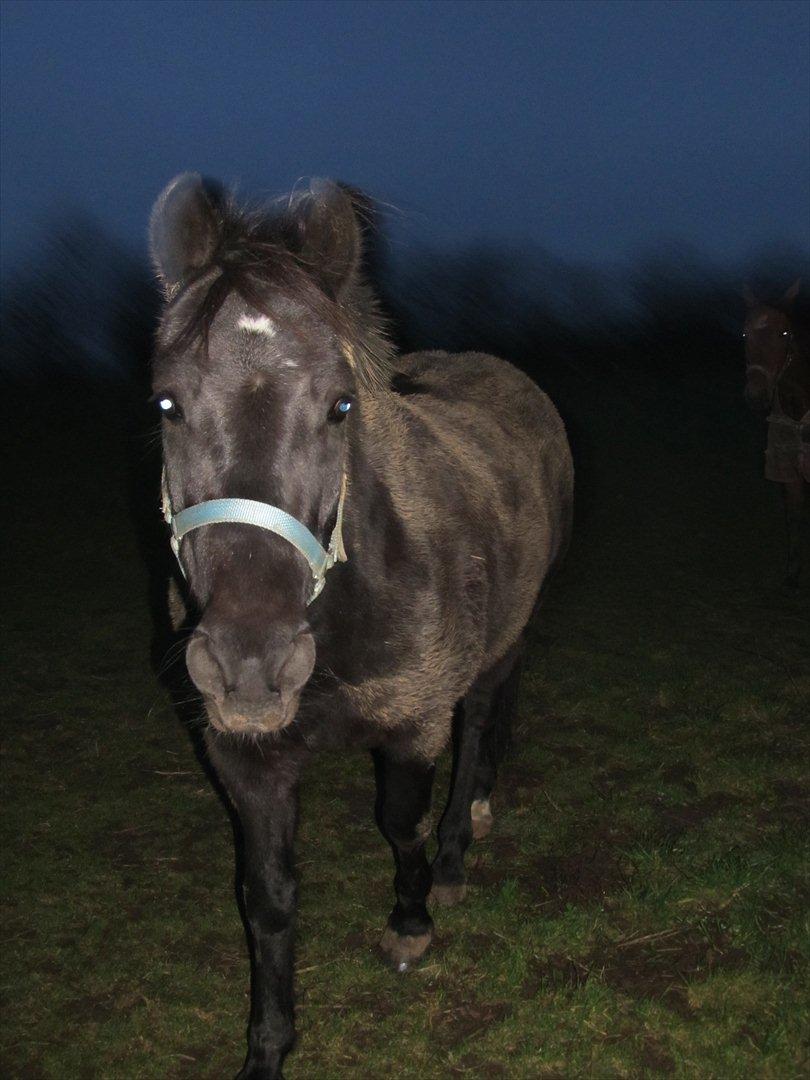 Anden særlig race Vejlgården's Bandit  billede 14