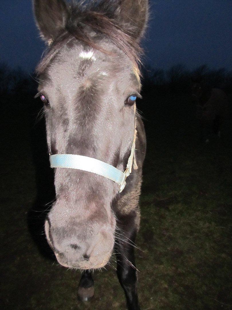 Anden særlig race Vejlgården's Bandit  billede 3
