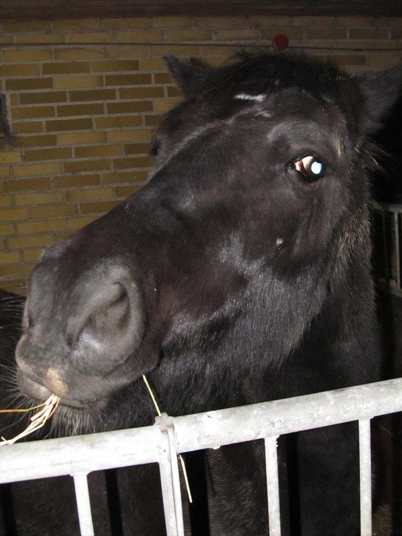Anden særlig race Vejlgården's Bandit  billede 9