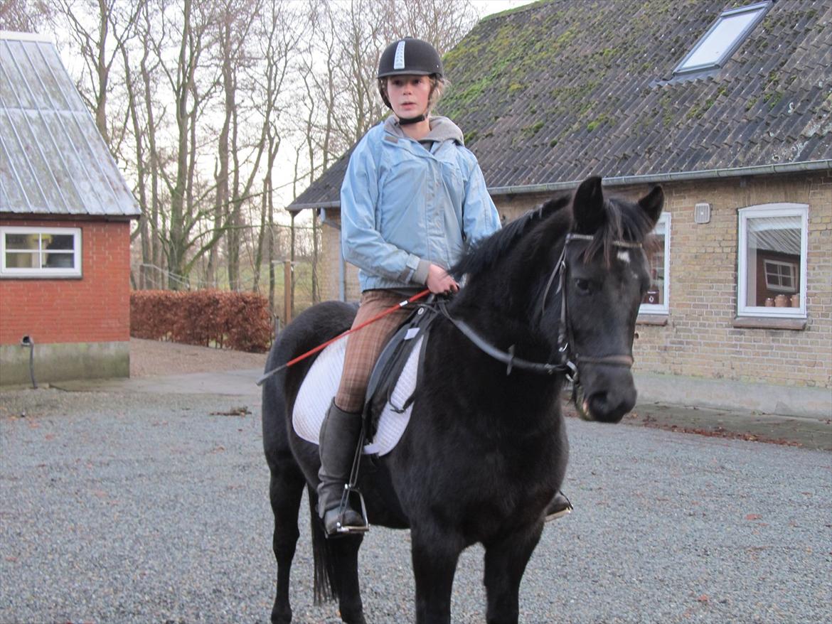 Anden særlig race Vejlgården's Bandit  billede 11