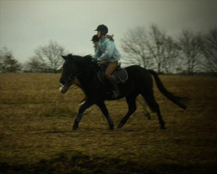 Anden særlig race Vejlgården's Bandit  billede 16