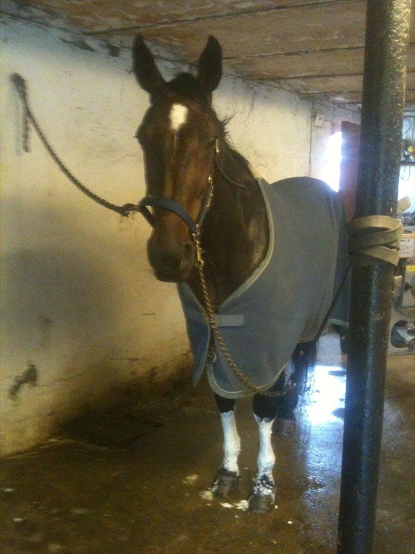 Traver Lukas Bit - Vasket og leret ind efter træning billede 10