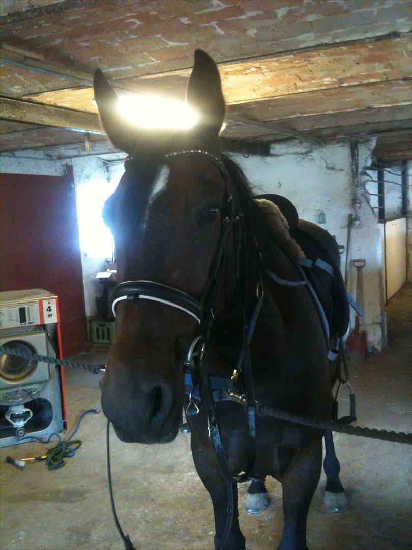 Traver Lukas Bit billede 11